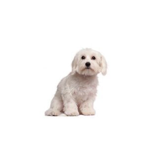 Cavachon Puppies For Sale Animal Kingdom Arizona