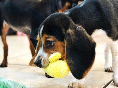 Puppy Parties | Animal Kingdom | Puppies N Love | Arizona