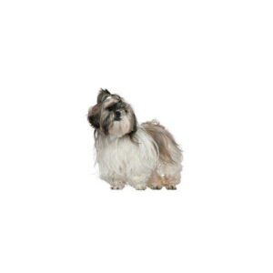 Lhasa Apso Puppies For Sale Animal Kingdom Arizona