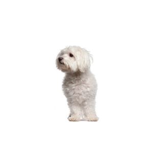 Malti-Poo Puppies For Sale Animal Kingdom Arizona
