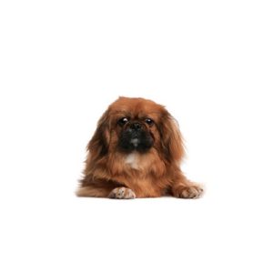 Pekingese Puppies For Sale Animal Kingdom Arizona