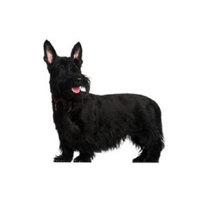 Scottish Terrier Puppies For Sale Animal Kingdom Arizona