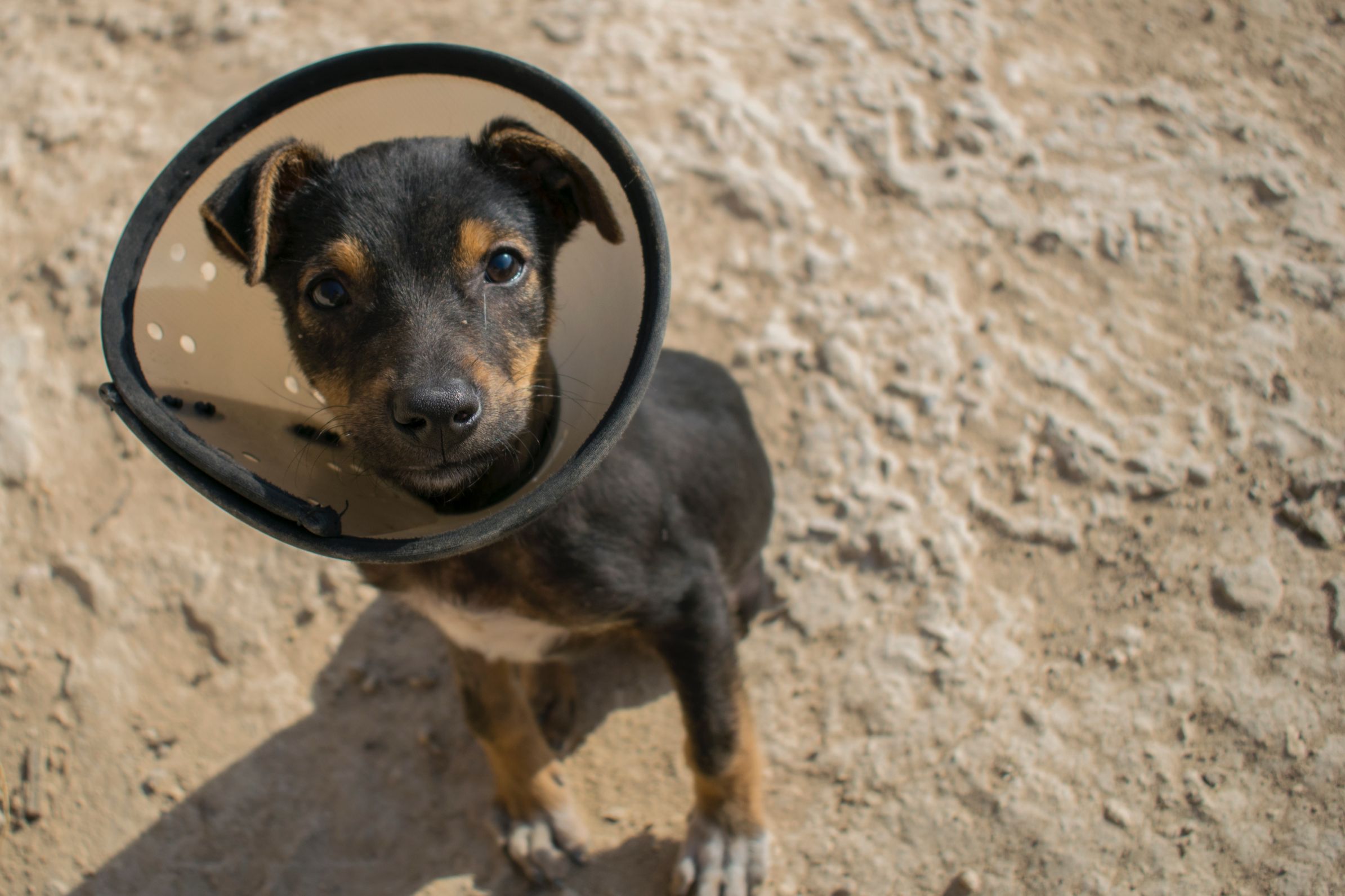 small puppy in cone