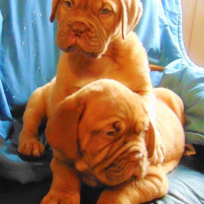 Dogue De Bordeaux puppy 