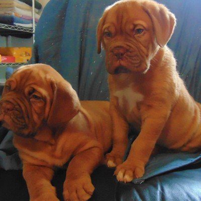 Dogue De Bordeaux puppies on chair