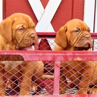 Dogue De Bordeaux and puppies