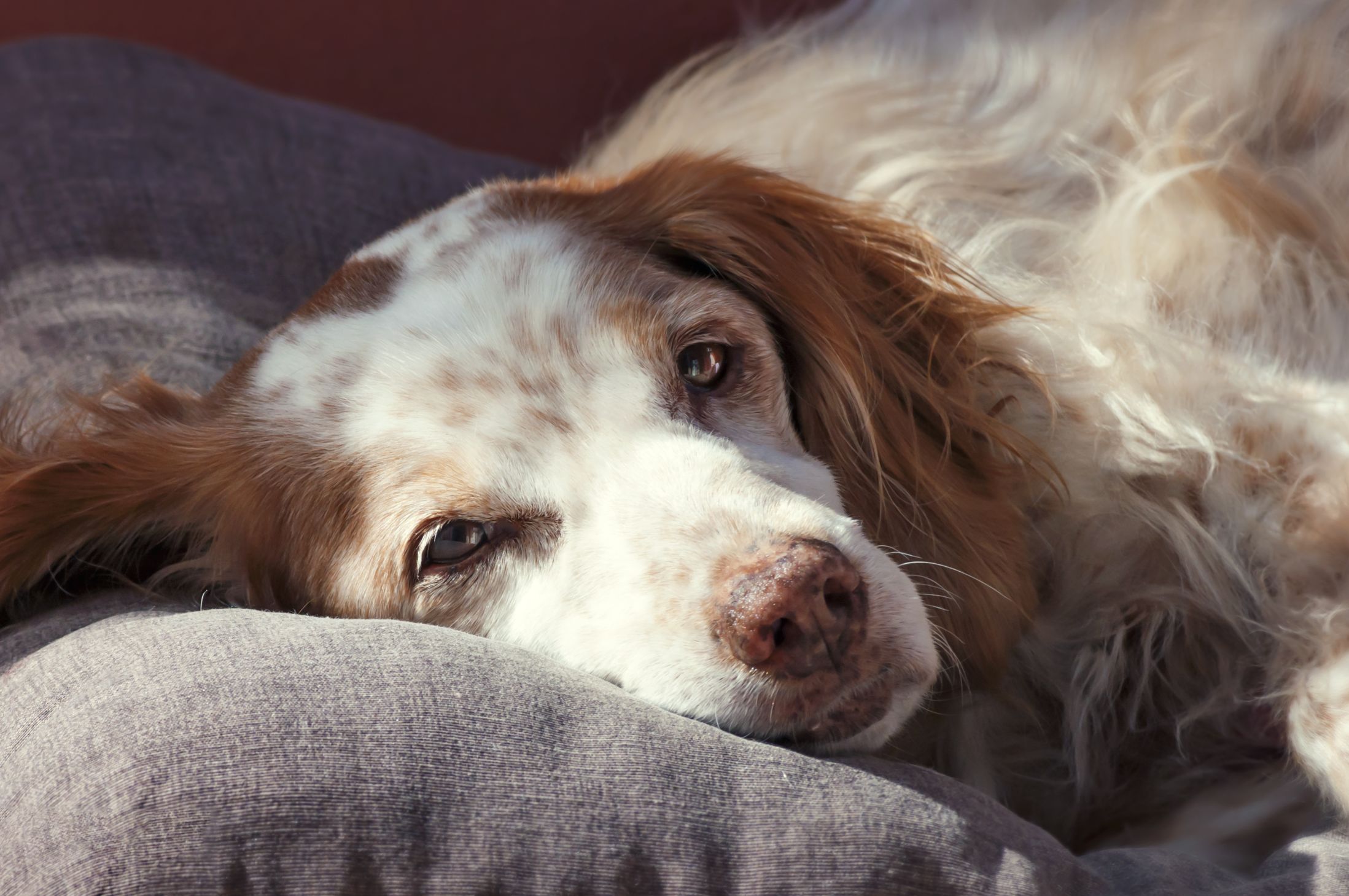 Dog laying down on sofa