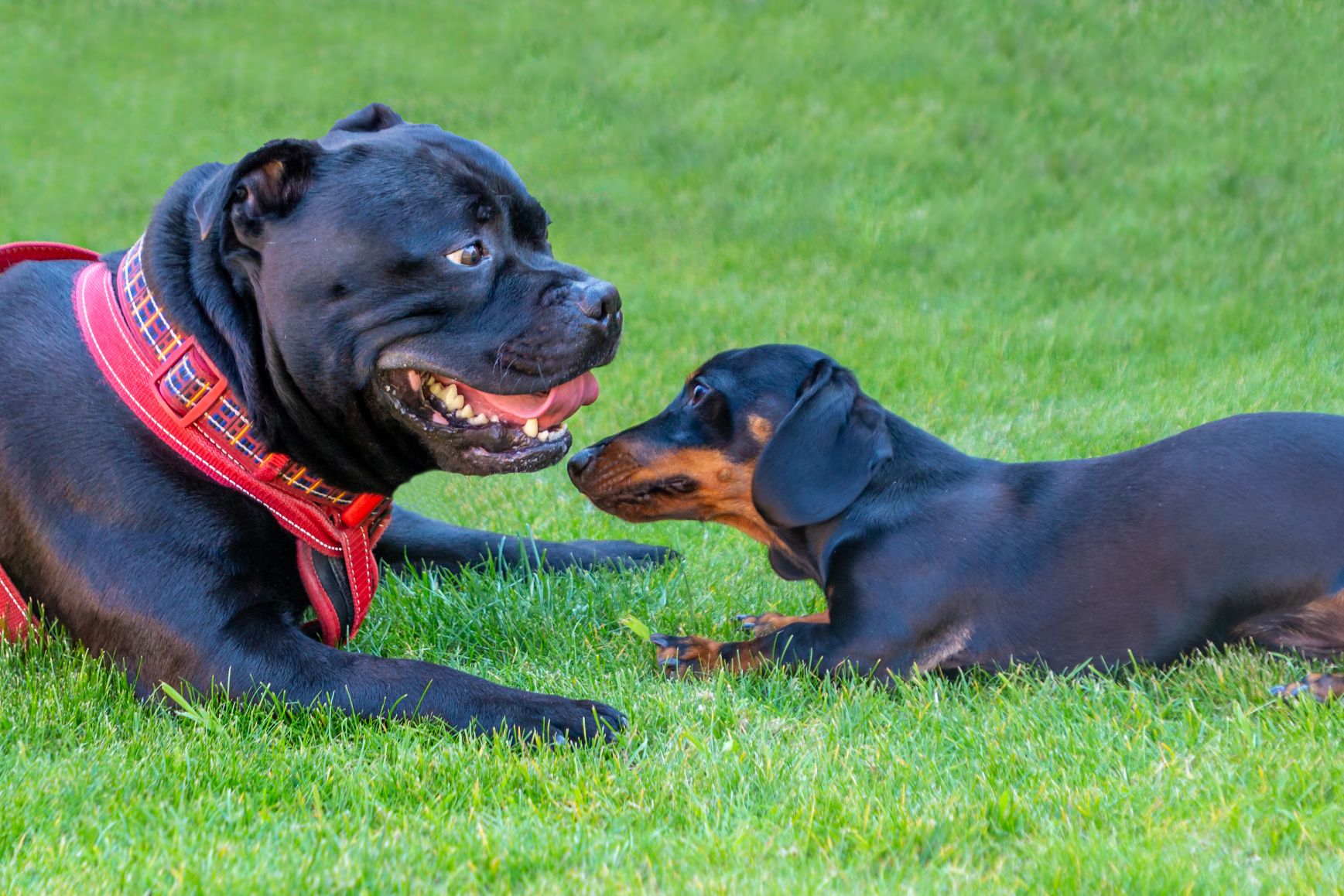 2 dogs playing together