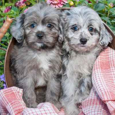 Aussiedoodle Puppies Animal Kingdom Arizona