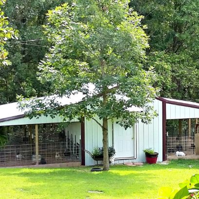 Connie's beautiful countryside kennel