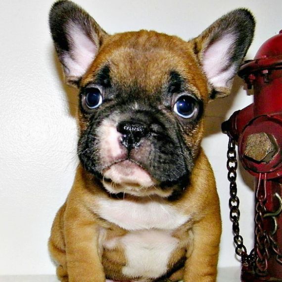 Adorable French Bulldog