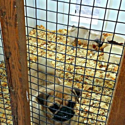 Inside the indoor/outdoor kennel