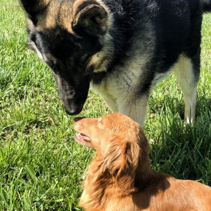 Dachshund and German Shepherd playing