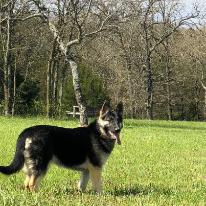 Wide open spaces for dogs to run around