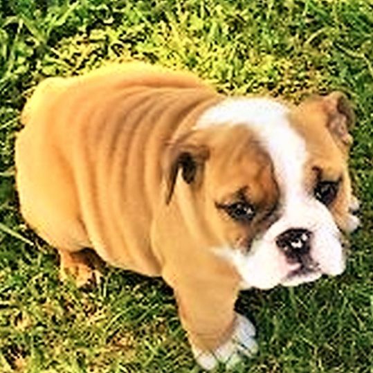 Dana's English Bulldog