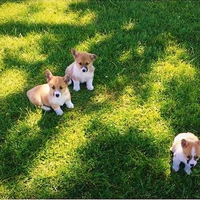 Dana's Corgi puppies