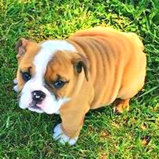 Adorable Bulldog