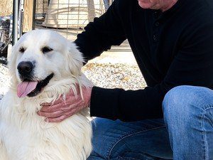 Danny Bailey Puppies Animal Kingdom Arizona