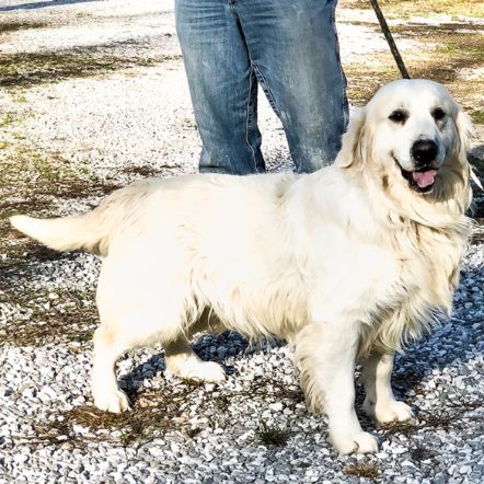 Golden Retriever