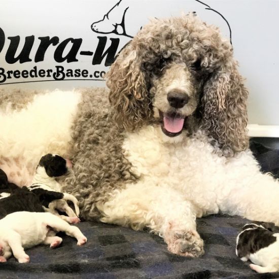 Mommy Poodle with Puppies