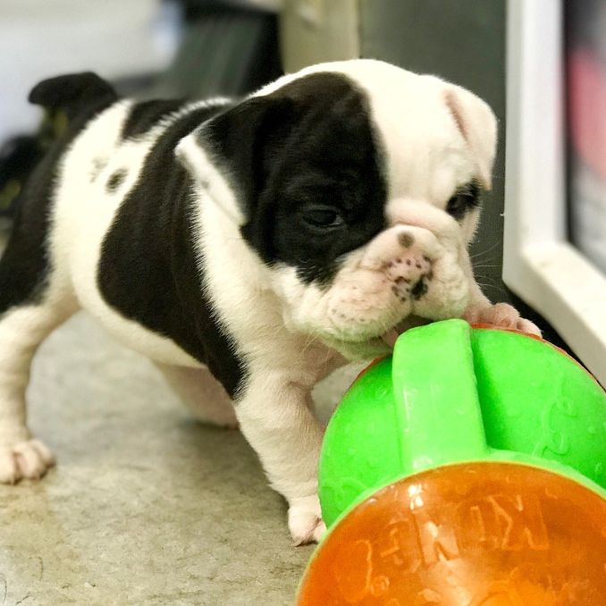 English Bulldog Puppy