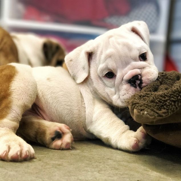 Adorable English Bulldog Puppy