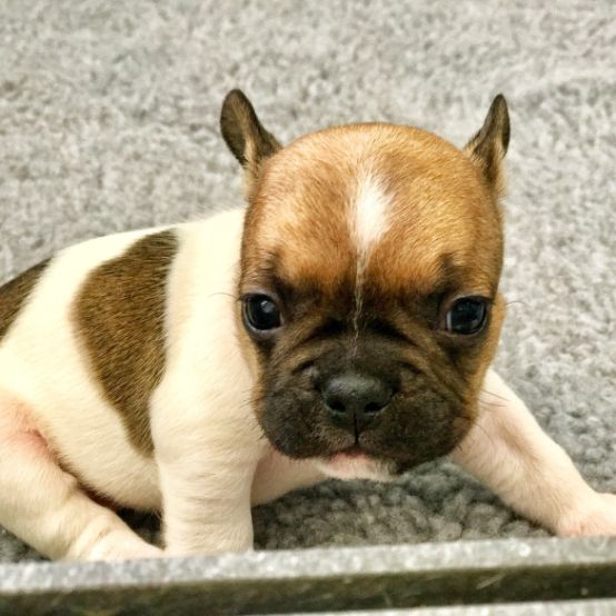 French Bulldog Puppy