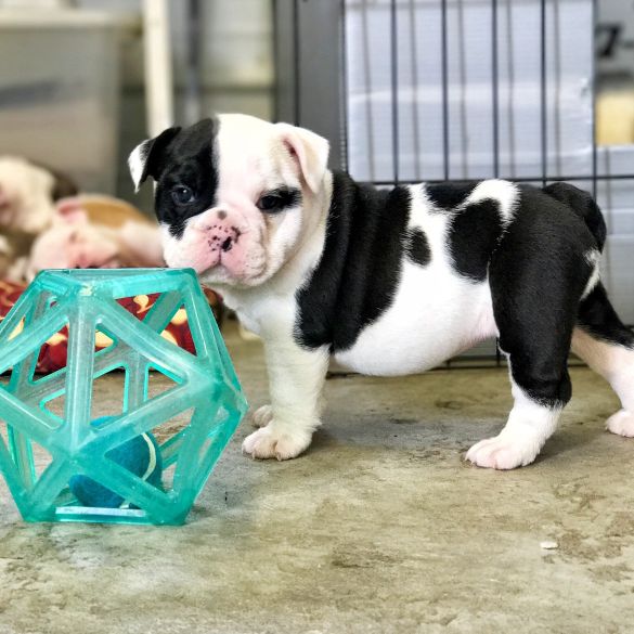 Baby English Bulldog