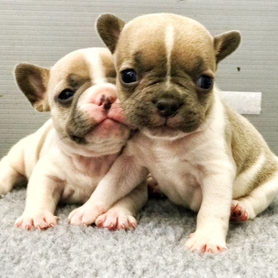 French Bulldog Pups