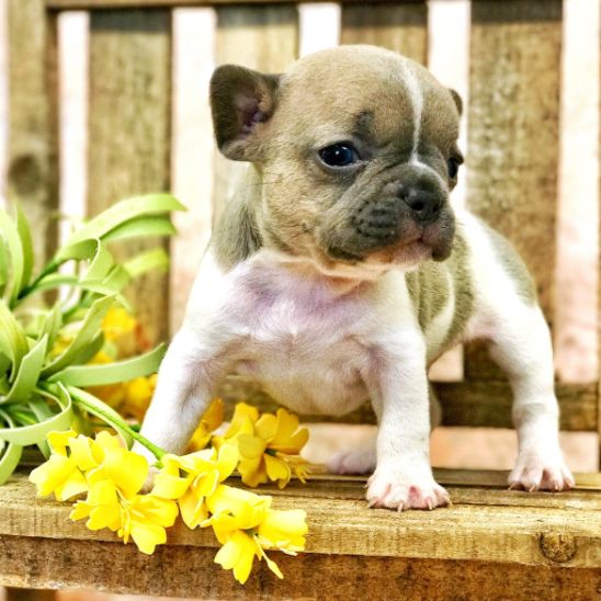 Super Cute French Bulldog Puppy on Bench