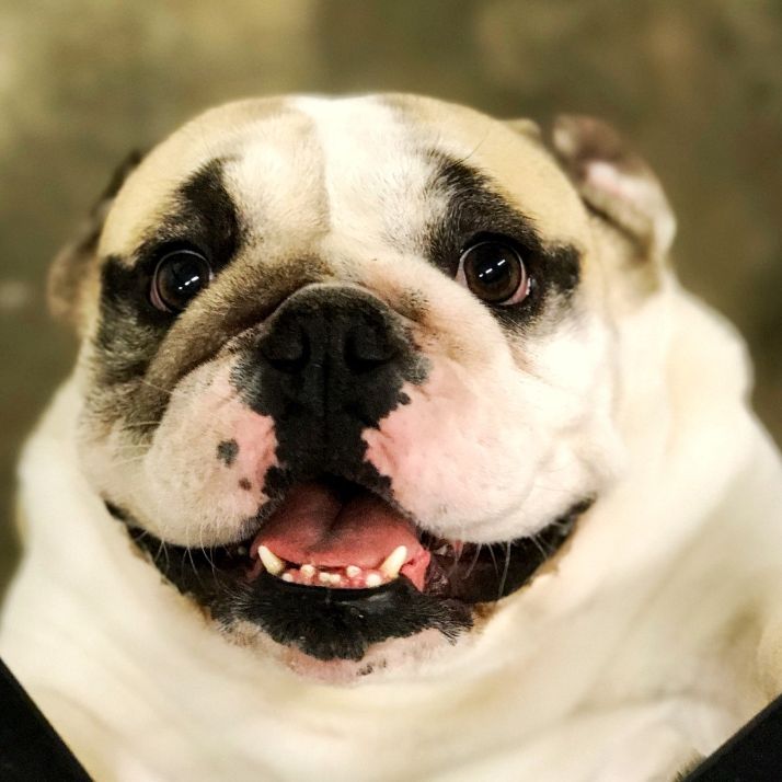 Happy Bulldog Smiling for Camera