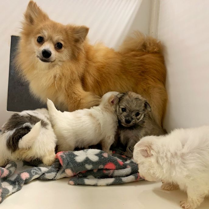 Mama with her puppies