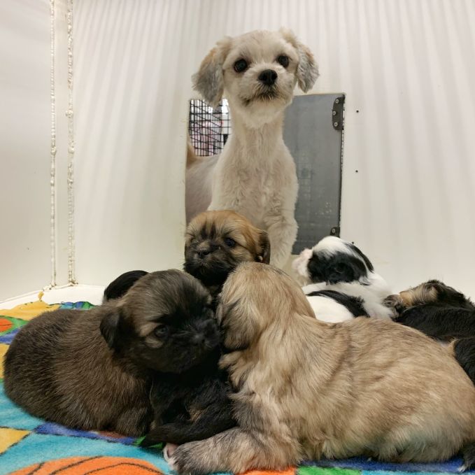 Adult dog checks on her puppies