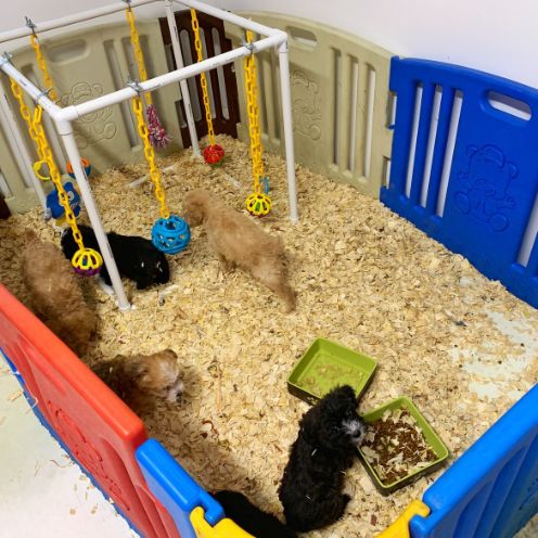 Indoor Puppy Pen