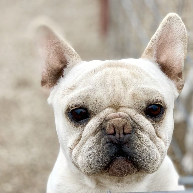 I'm totally a French Bulldog