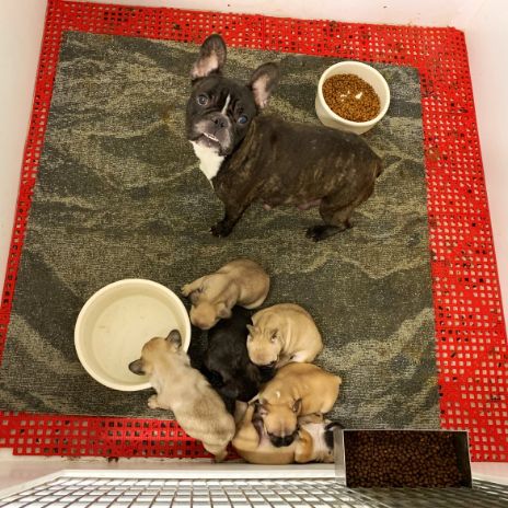 Mama Frenchie with her puppies. Too cute.