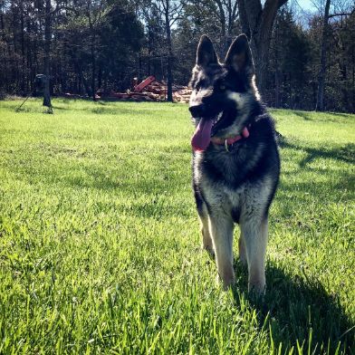 Diane and B.J. raise German Shepherds and Dachshunds