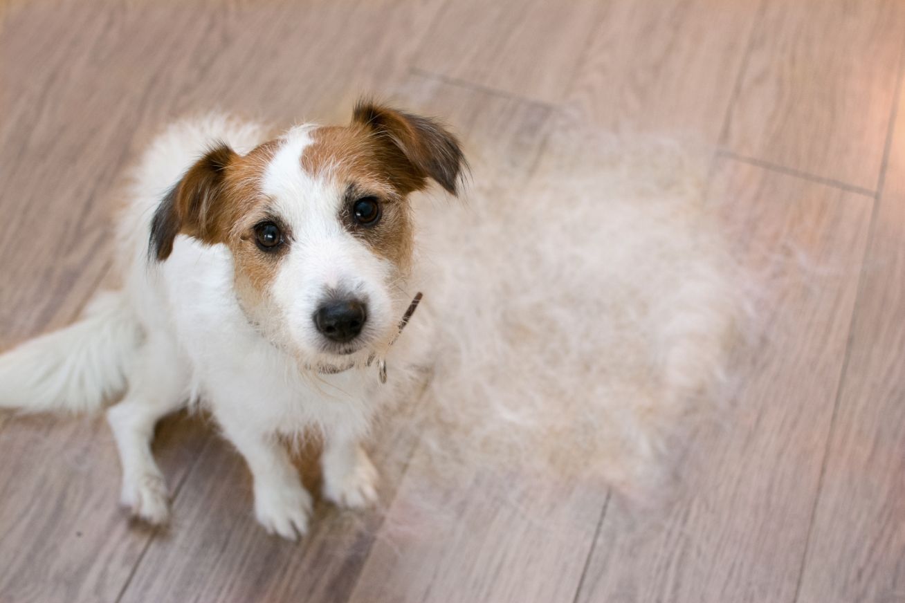 terrier dog sitting by a pile of fur