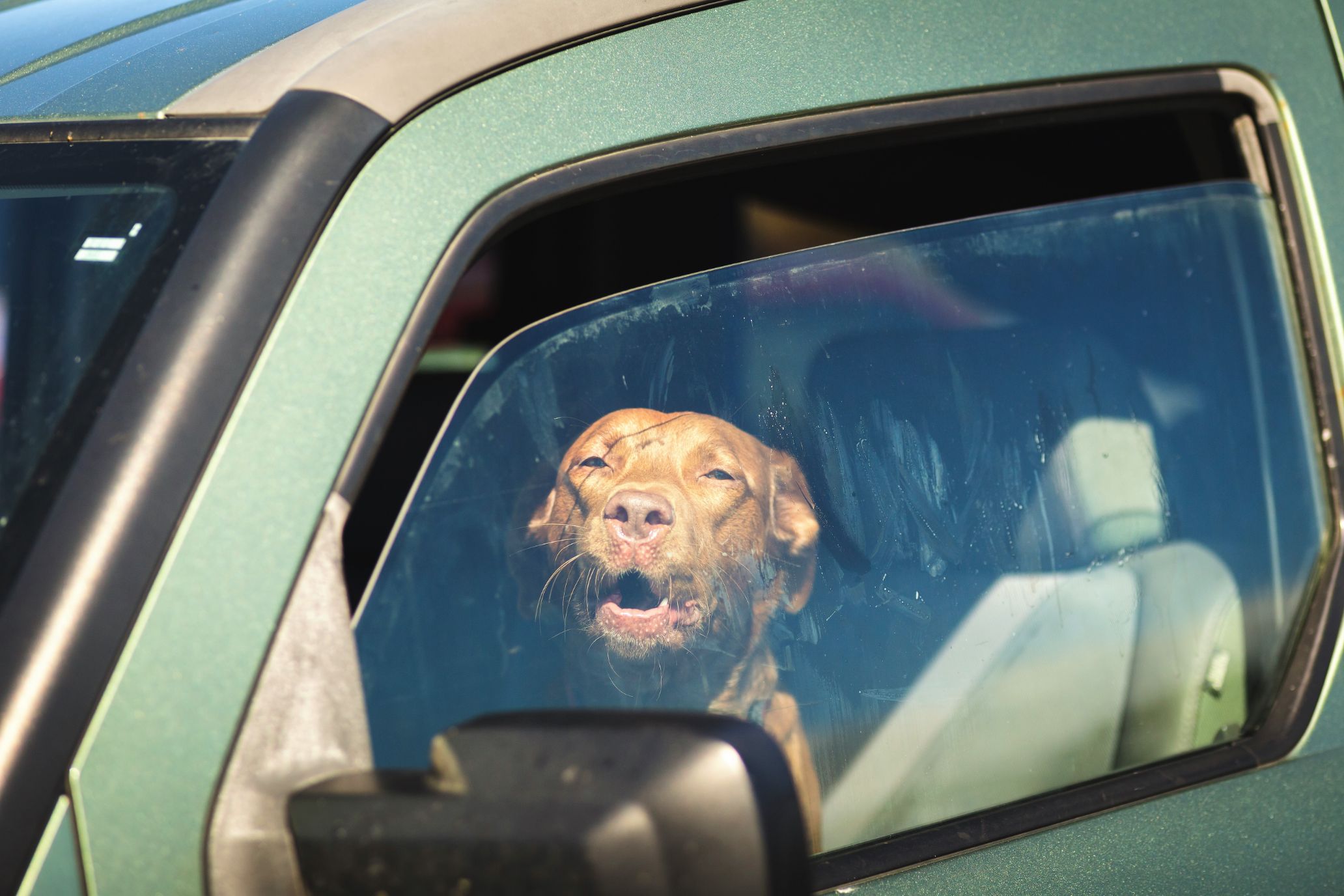 dog in the front seat of a green car