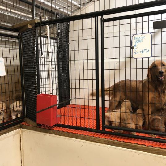 Mama Golden Retriever with Puppies