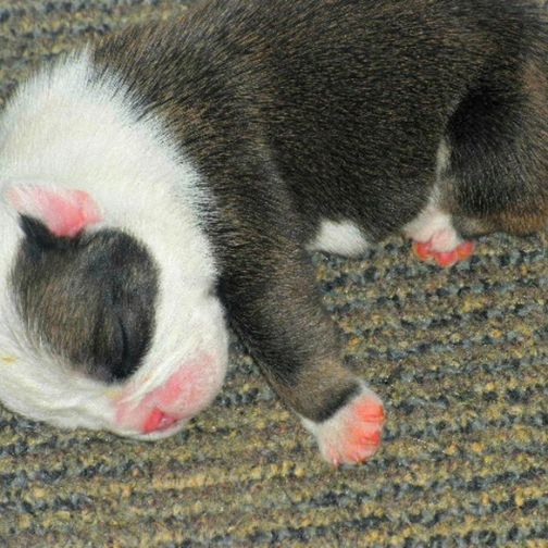 Newborn puppy sleeping