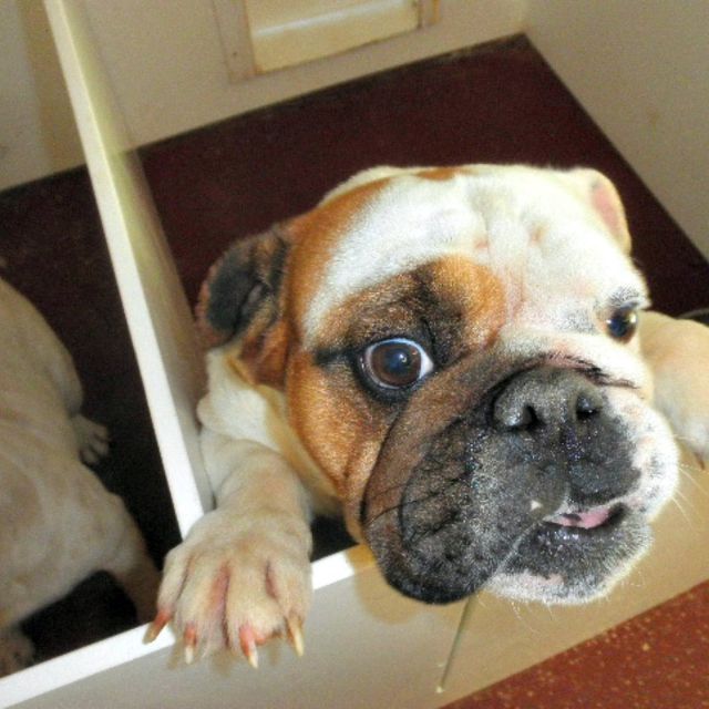 Whelping kennels are spacious with protective flooring