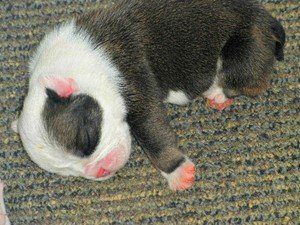 Hank & Debbie Grosenbacher Puppies Animal Kingdom Arizona