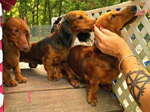 Nathan Fleming Puppies Animal Kingdom Arizona