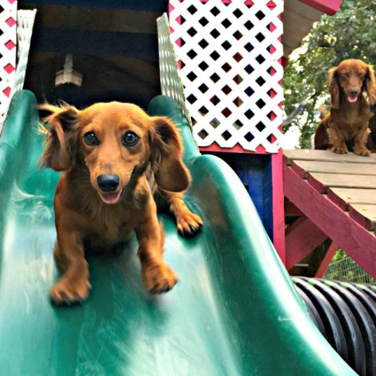 Fabulous outdoor playyards built by hand for their dogs