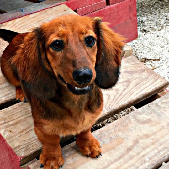 Dachsund mommy plays on slide