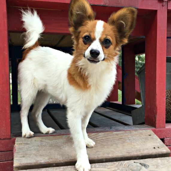 Papillon adult dog