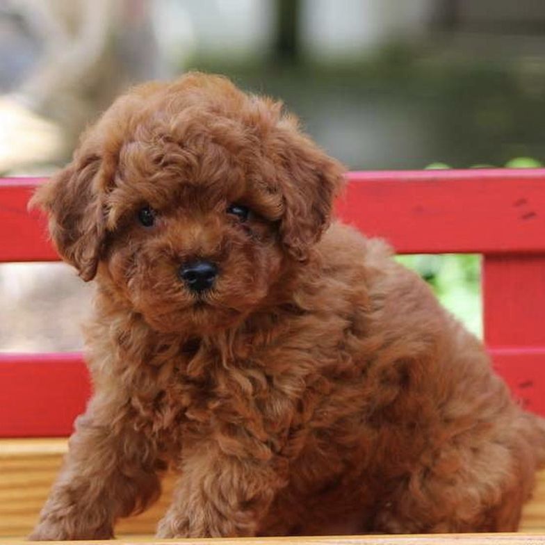 Cavapoo puppy