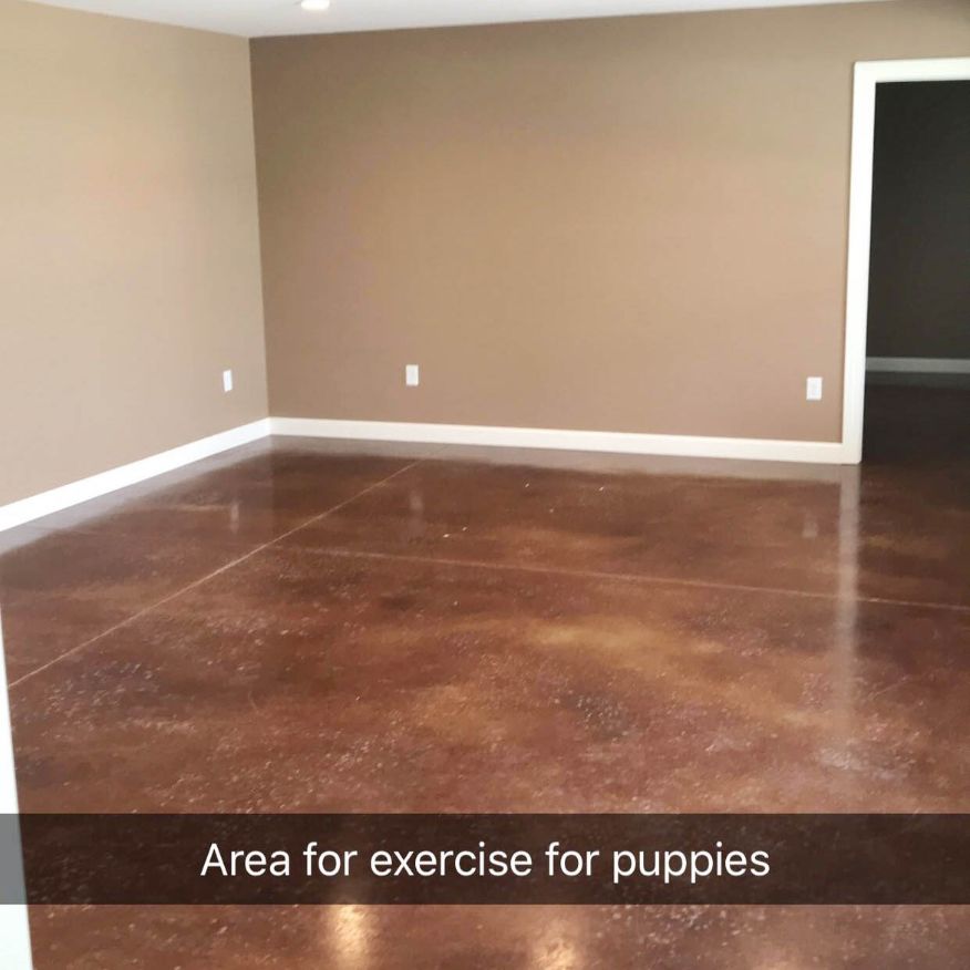 Puppy Exercise Room