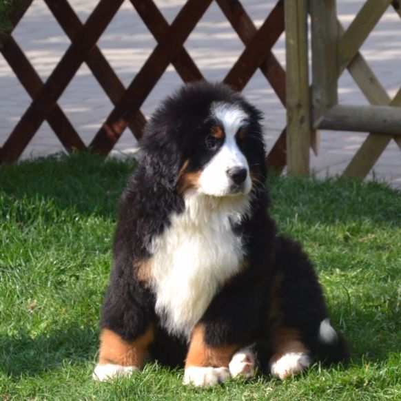 Bernese Mountain Dog